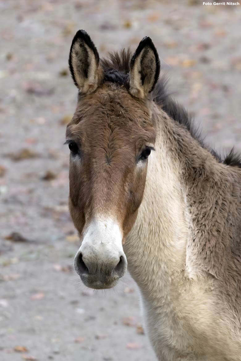 Kiang am 20. November 2019 auf der Außenanlage im Zoologischen Garten der Stadt Wuppertal (Foto Gerrit Nitsch)