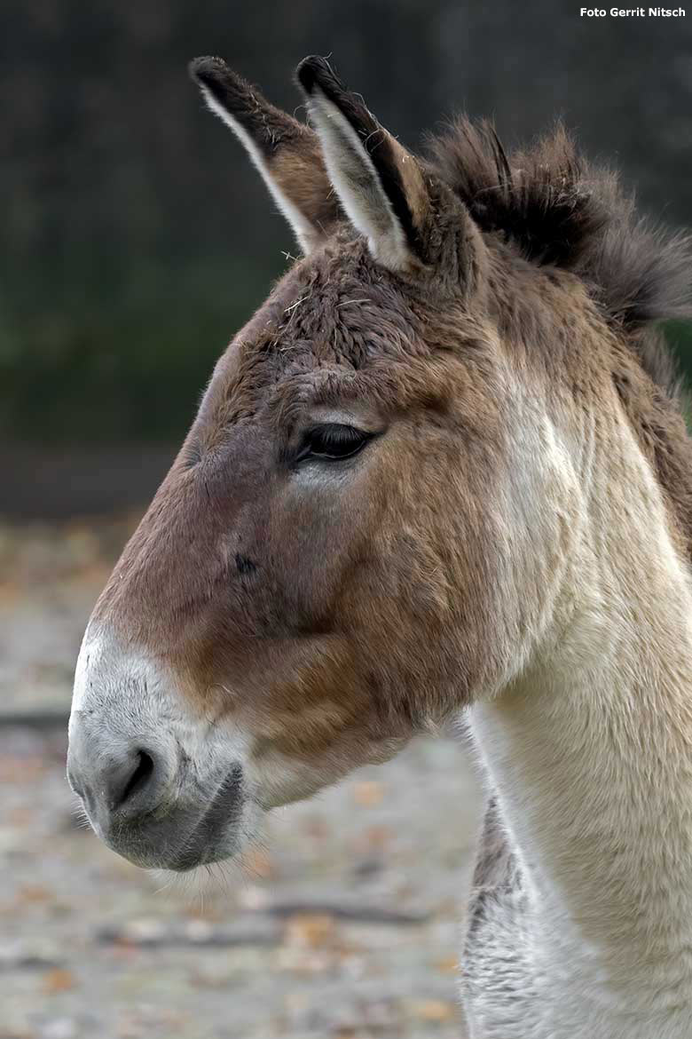 Kiang am 20. November 2019 auf der Außenanlage im Wuppertaler Zoo (Foto Gerrit Nitsch)