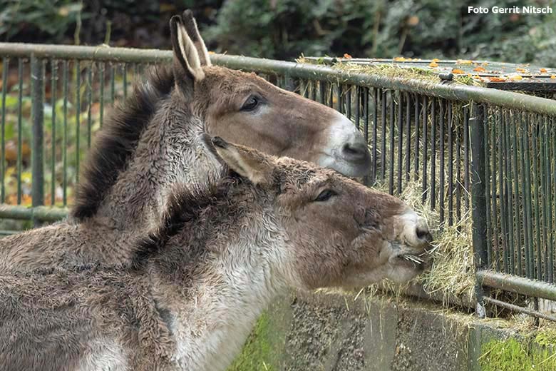 Kiangs am 20. November 2019 auf der Außenanlage im Zoologischen Garten Wuppertal (Foto Gerrit Nitsch)