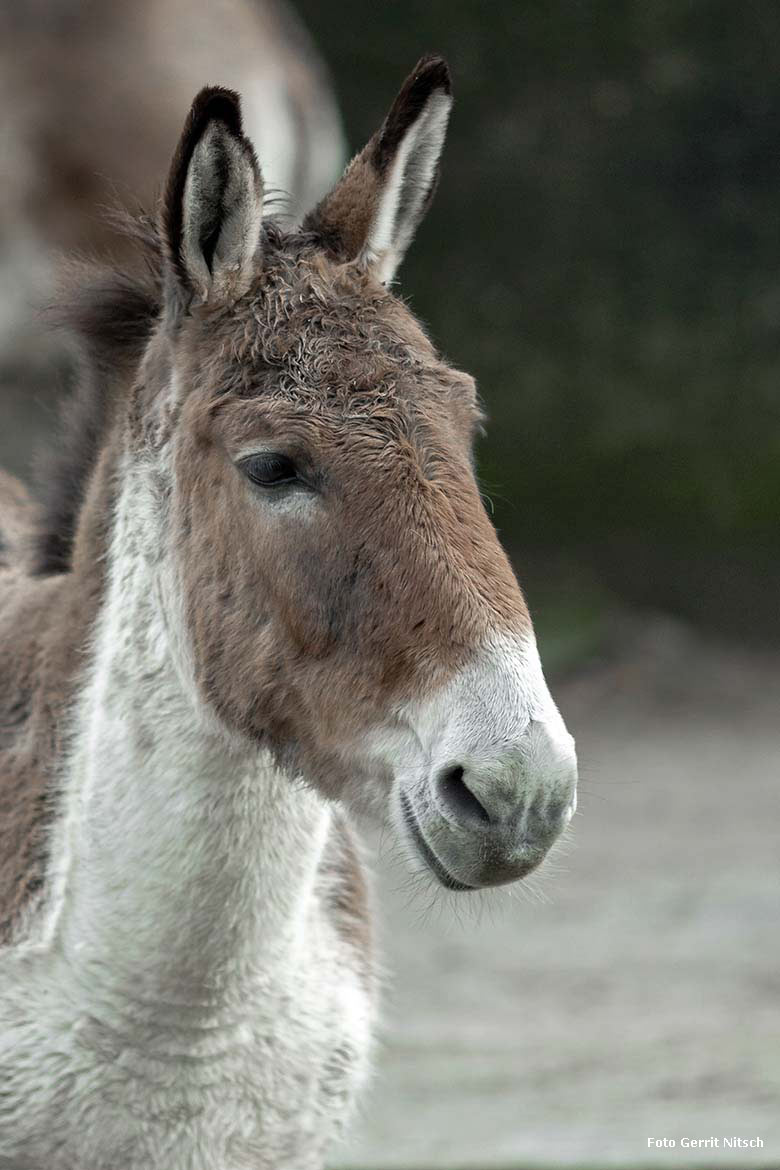 Kiang-Weibchen am 28. Februar 2020 auf der Außenanlage im Zoo Wuppertal (Foto Gerrit Nitsch)