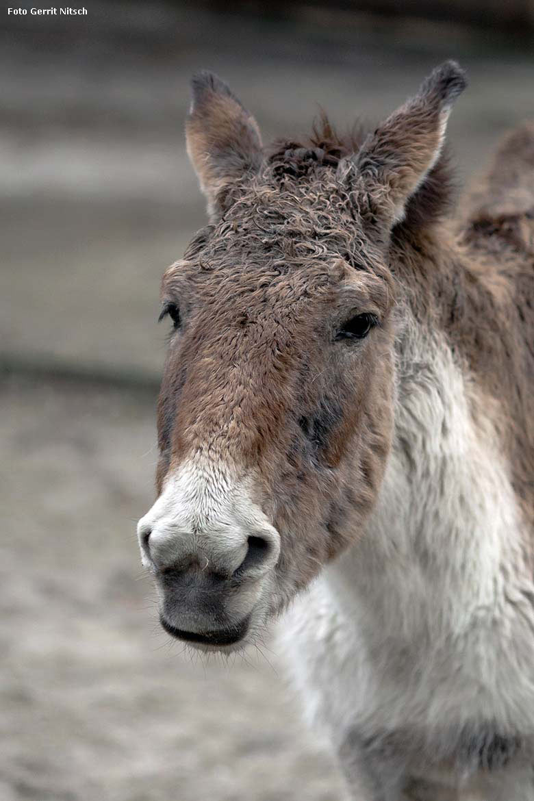 Kiang-Weibchen am 28. Februar 2020 auf der Außenanlage im Zoologischen Garten Wuppertal (Foto Gerrit Nitsch)