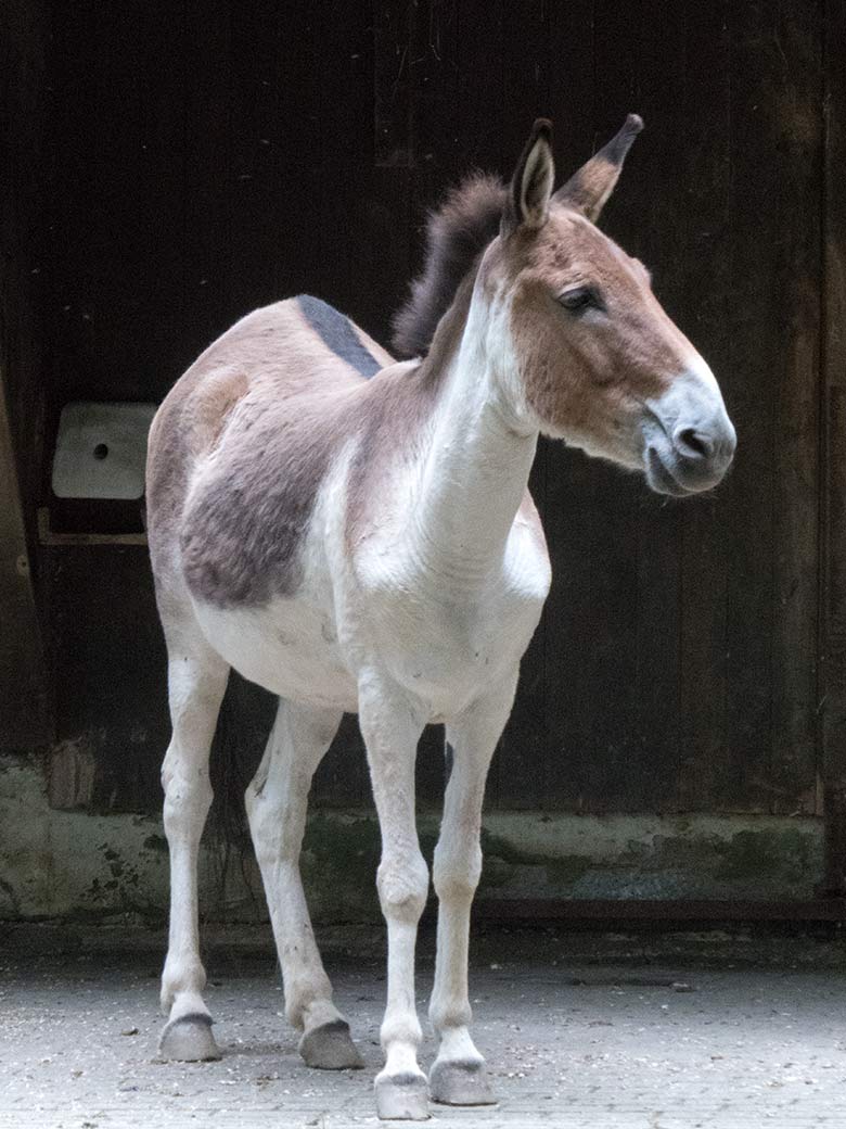 Kiang-Stute am 17. Juni 2020 auf der Außenanlage im Grünen Zoo Wuppertal