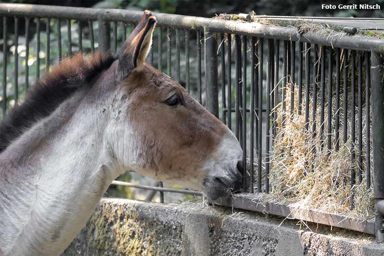 Kiang am 11. August 2020 auf der Außenanlage im Wuppertaler Zoo (Foto Gerrit Nitsch)