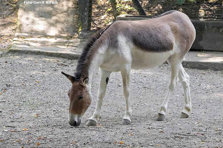 Kiang am 11. August 2020 auf der Außenanlage im Zoo Wuppertal (Foto Gerrit Nitsch)