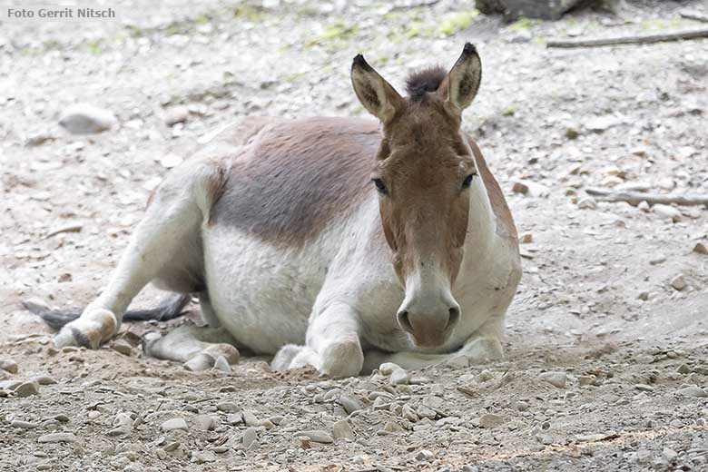 Kiang am 11. August 2020 auf der Außenanlage im Zoologischen Garten Wuppertal (Foto Gerrit Nitsch)