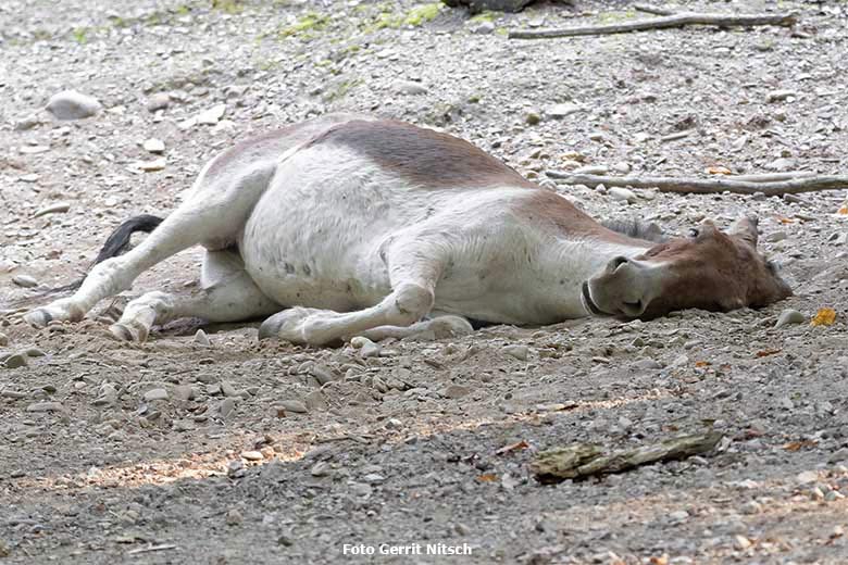 Kiang am 11. August 2020 auf der Außenanlage im Wuppertaler Zoo (Foto Gerrit Nitsch)