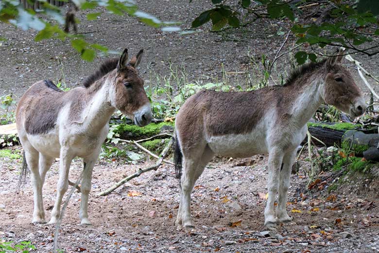 Kiang-Stuten am 27. September 2020 auf der Außenanlage im Grünen Zoo Wuppertal