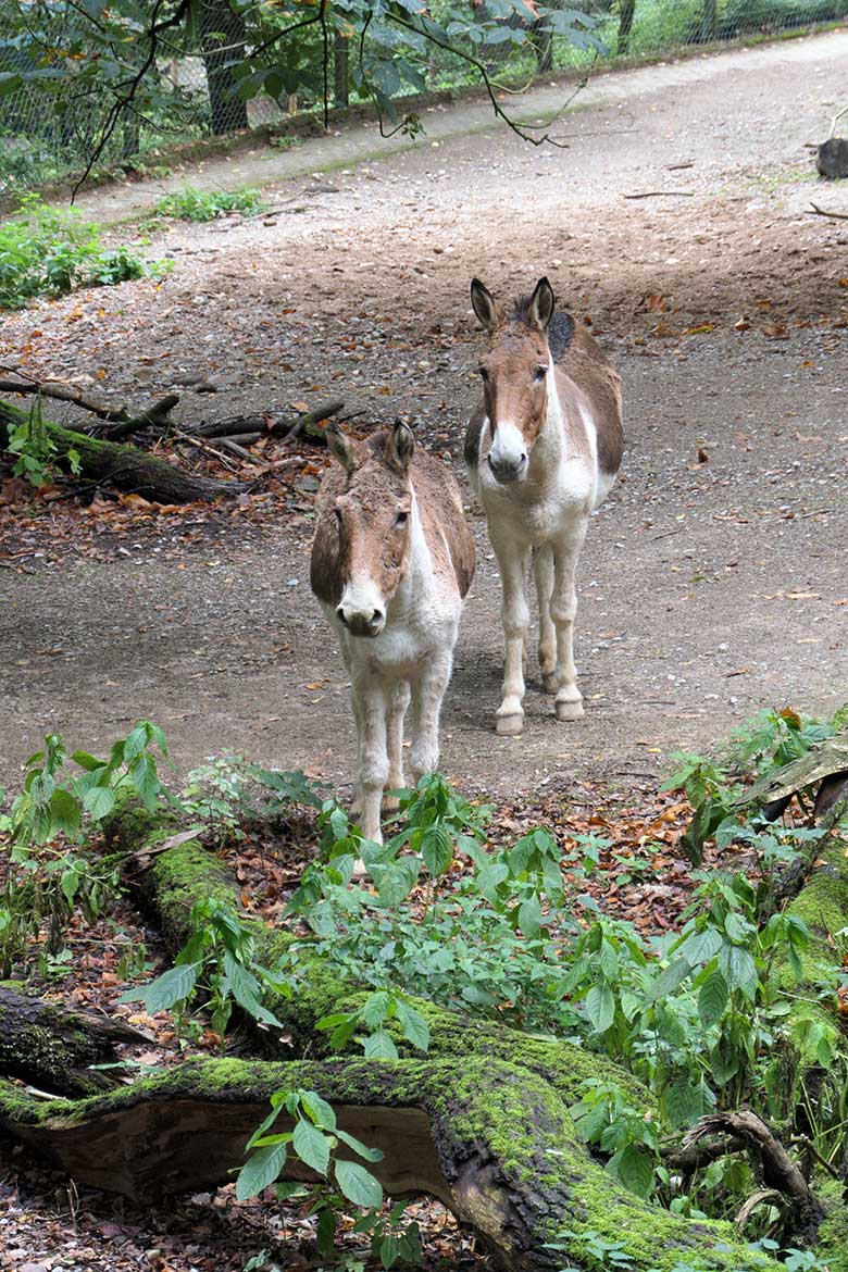 Kiang-Stuten am 27. September 2020 auf der Außenanlage im Zoologischen Garten der Stadt Wuppertal