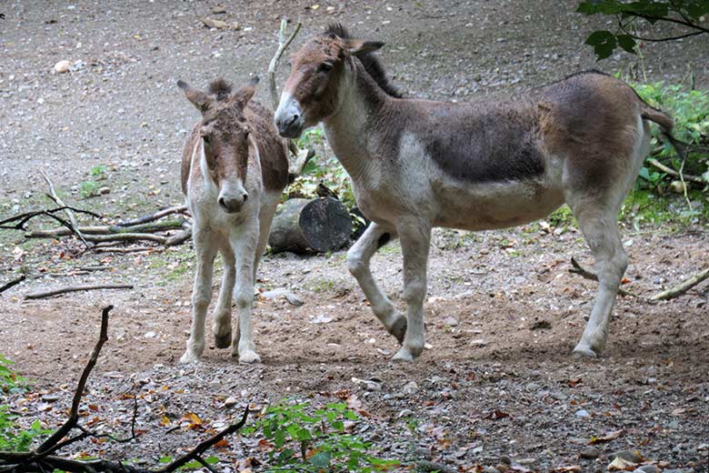 Kiang-Stuten am 27. September 2020 auf der Außenanlage im Wuppertaler Zoo