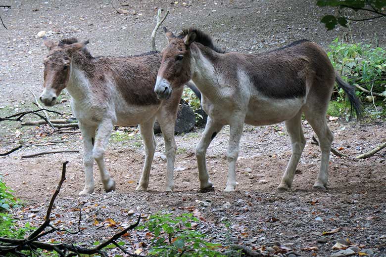 Kiang-Stuten am 27. September 2020 auf der Außenanlage im Grünen Zoo Wuppertal