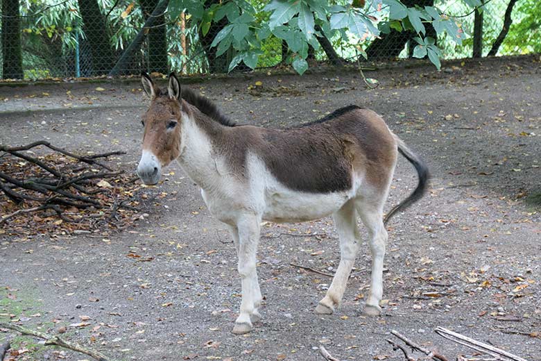 Kiang-Stute am 27. September 2020 auf der Außenanlage im Zoo Wuppertal