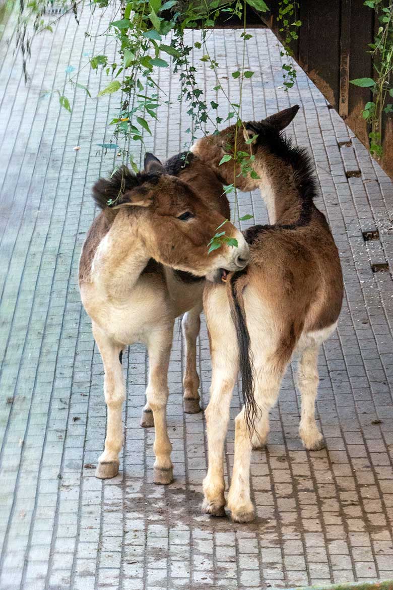 Kiang-Stuten am 1. November 2021 vor dem Stall-Gebäude auf der Außenanlage im GrünenZoo Wuppertal