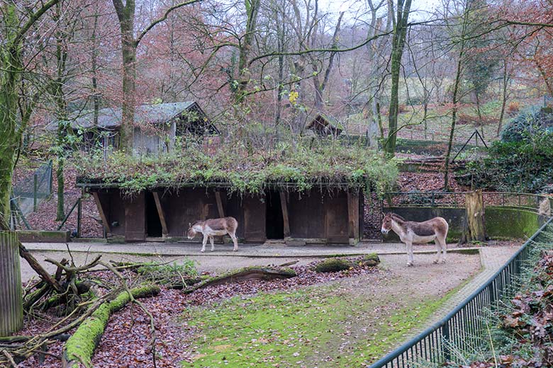 Kiang-Stutenn YANATZE und MANDALEY am 28. November 2021 auf der Außenanlage im Zoo Wuppertal