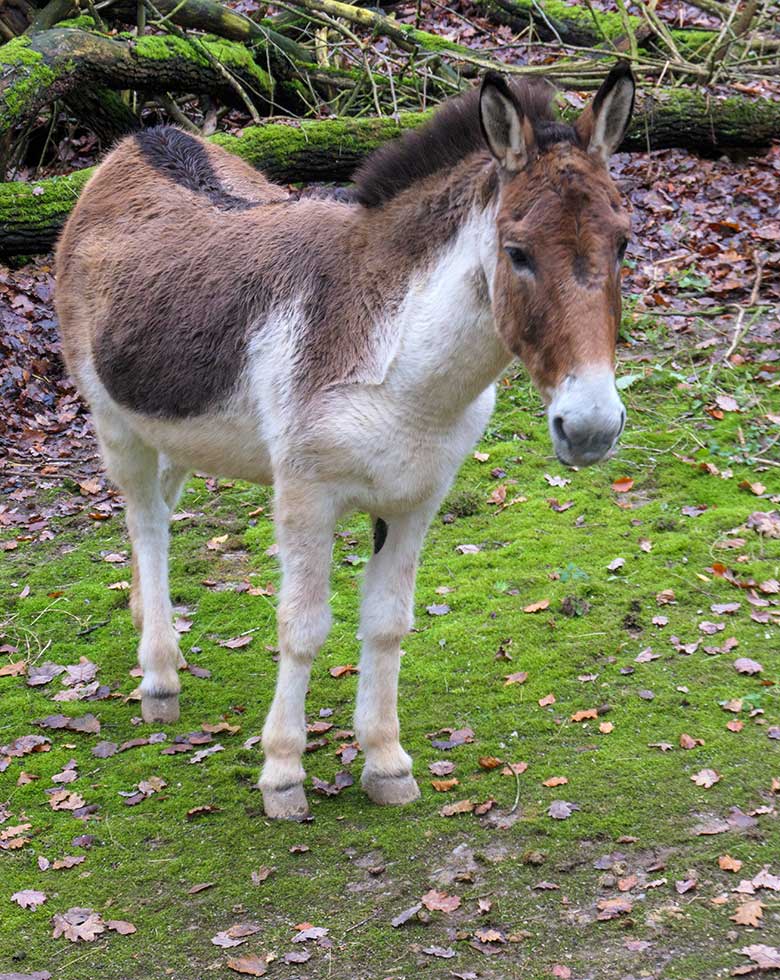 Kiang-Stute am 28. November 2021 auf der Außenanlage im Zoologischen Garten der Stadt Wuppertal