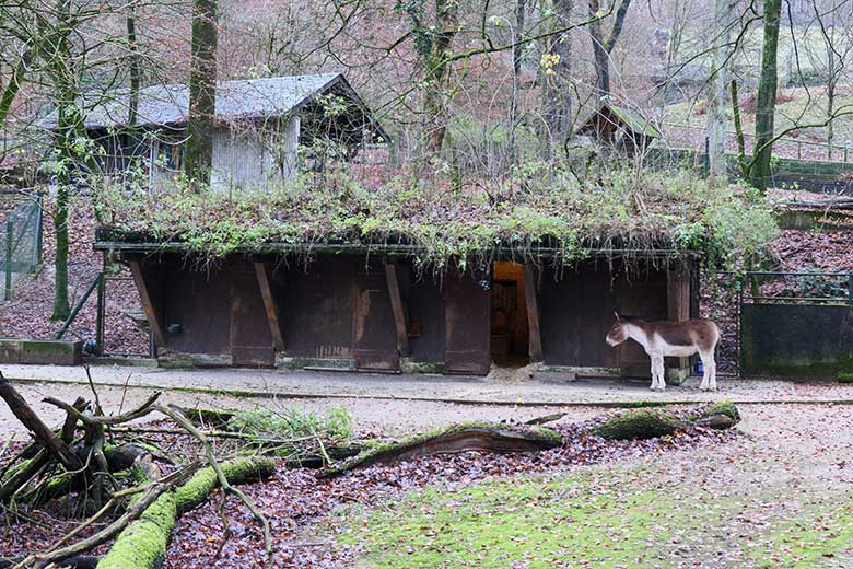 Kiang-Stute YANATSE am 3. Dezember 2021 auf der Außenanlage im Zoologischen Garten der Stadt