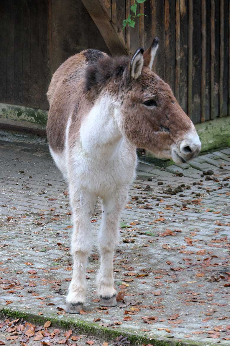 Letzte Kiang-Stute YANATSE am 3. Dezember 2021 auf der Außenanlage im Wuppertaler Zoo