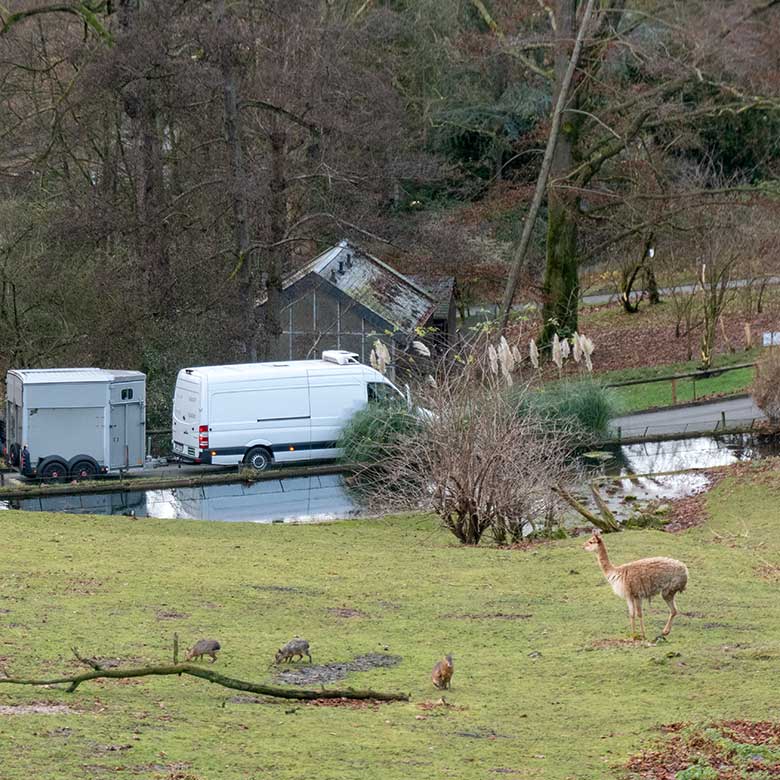 Fahrzeug für den Transport der Kiang-Stute YANATSE am 8. Dezember 2021 im Grünen Zoo Wuppertal