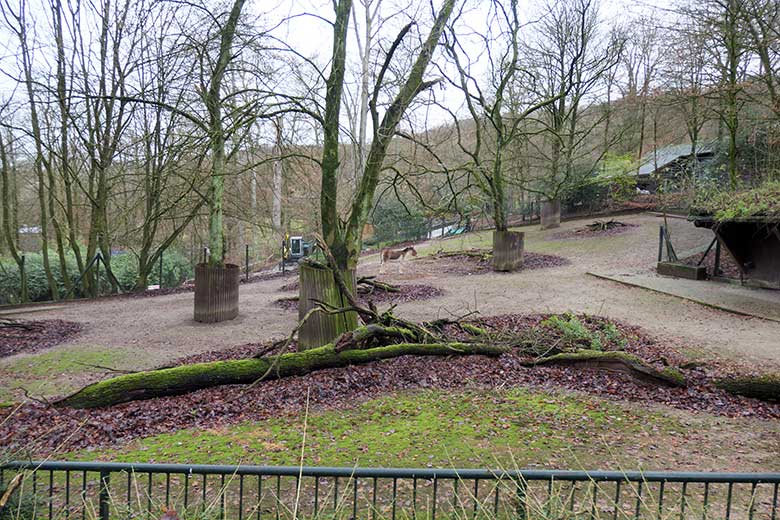 Kiang-Stute YANATSE am 8. Dezember 2021 auf der Außenanlage im Zoologischen Garten der Stadt Wuppertal