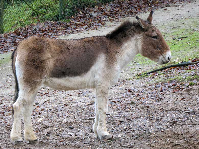 Letzte Kiang-Stute YANATSE am 8. Dezember 2021 auf der Außenanlage im Wuppertaler Zoo