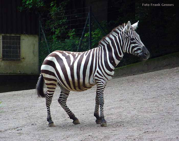 Böhmzebra im Wuppertaler Zoo im Juni 2004 (Foto Frank Gennes)