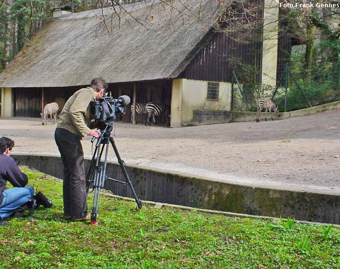 Böhmzebra im Wuppertaler Zoo im April 2006 (Foto Frank Gennes)