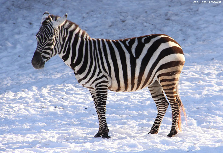 Böhm-Zebra im Zoo Wuppertal im Januar 2009 (Foto Peter Emmert)