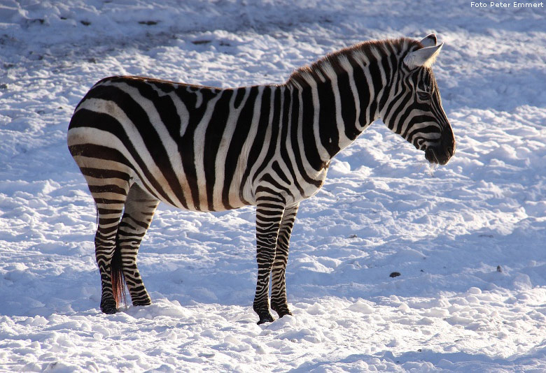 Böhm-Zebra im Wuppertaler Zoo im Januar 2009 (Foto Peter Emmert)