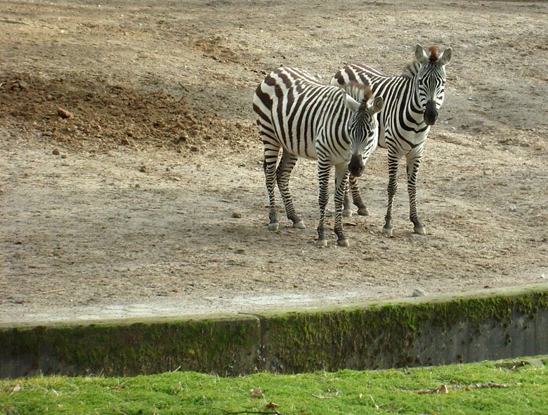 Böhm-Zebras im Zoo Wuppertal im Februar 2009