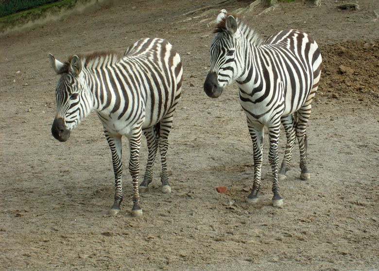 Böhm-Zebras im Wuppertaler Zoo im Februar 2009