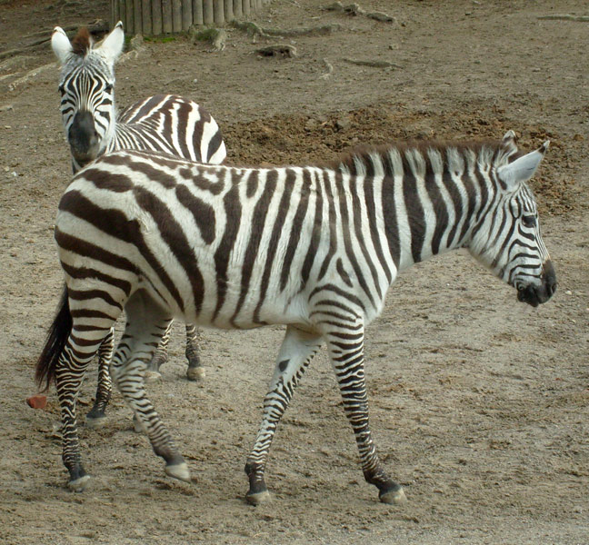 Böhm-Zebras im Zoo Wuppertal im Februar 2009