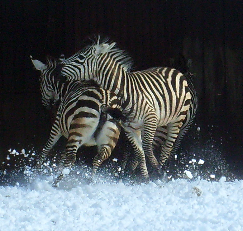 Böhmzebras im Zoo Wuppertal im März 2010