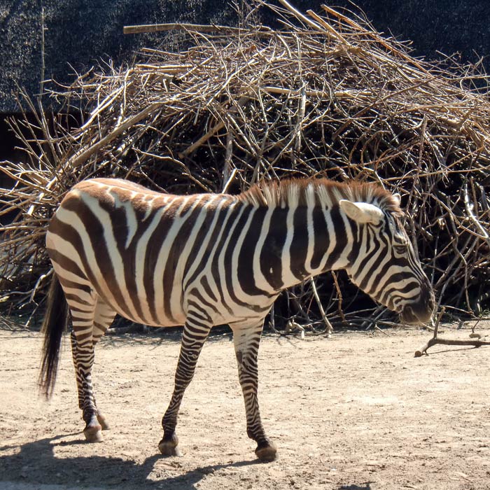 Böhmzebra im Wuppertaler Zoo im Juni 2010