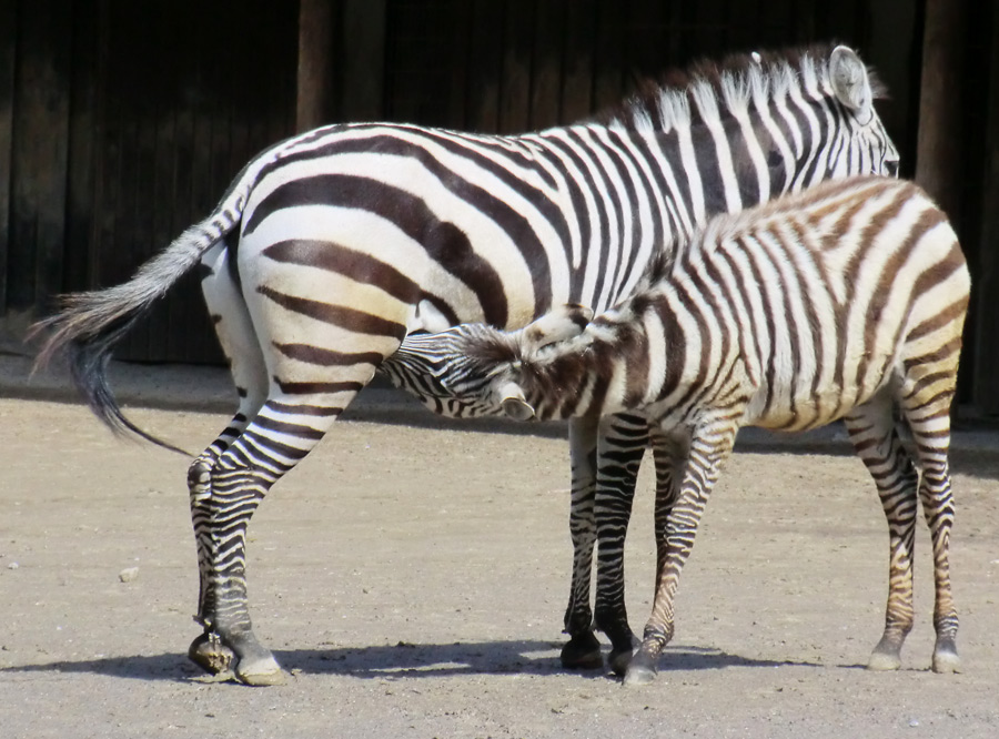 Böhm-Zebra mit säugendem Jungtier im Wuppertaler Zoo im April 2012