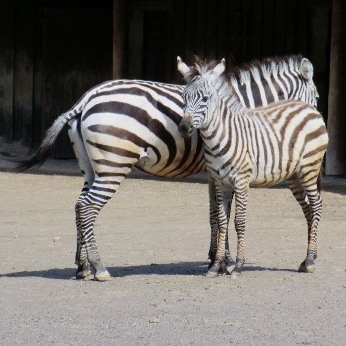 Böhm-Zebra mit Jungtier im Wuppertaler Zoo im April 2012