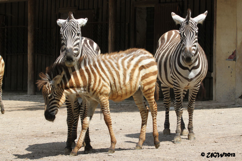 Böhm-Zebras im Zoo Wuppertal im Juni 2012 (Foto UGW)