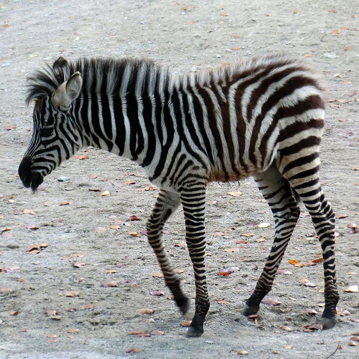 Böhmzebra Jungtier im Wuppertaler Zoo im Oktober 2012