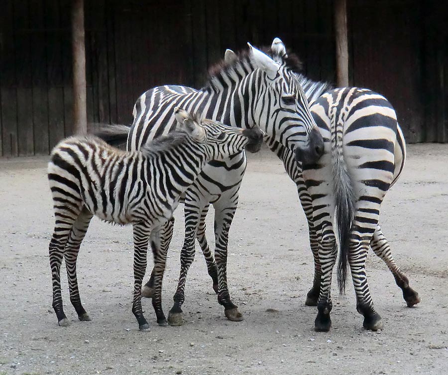Böhmzebras im Zoologischen Garten Wuppertal im Dezember 2013