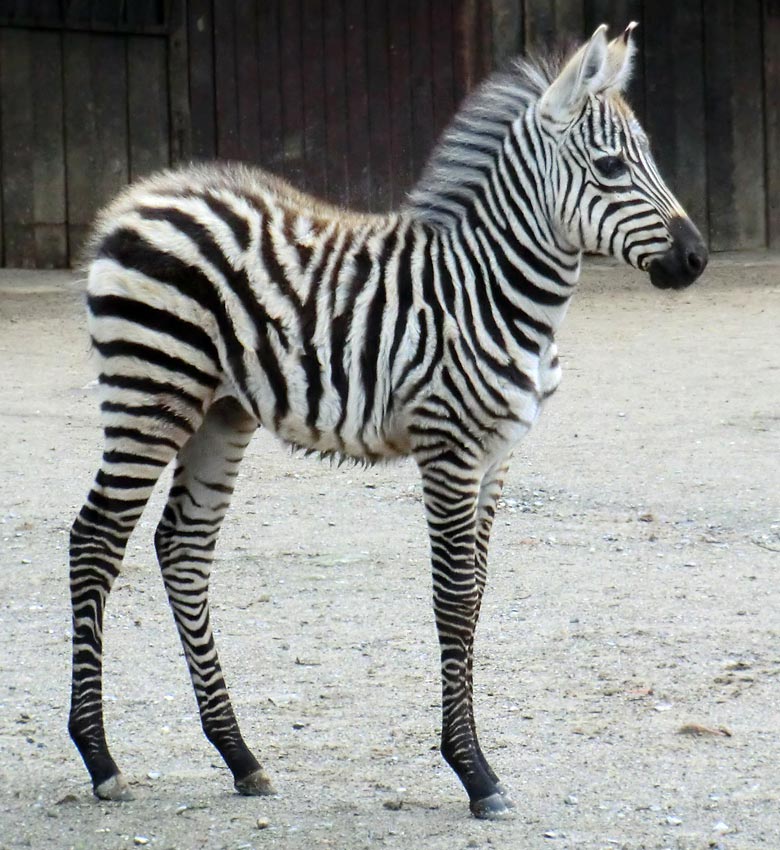 Böhmzebra-Jungtier im Wuppertaler Zoo im Dezember 2013