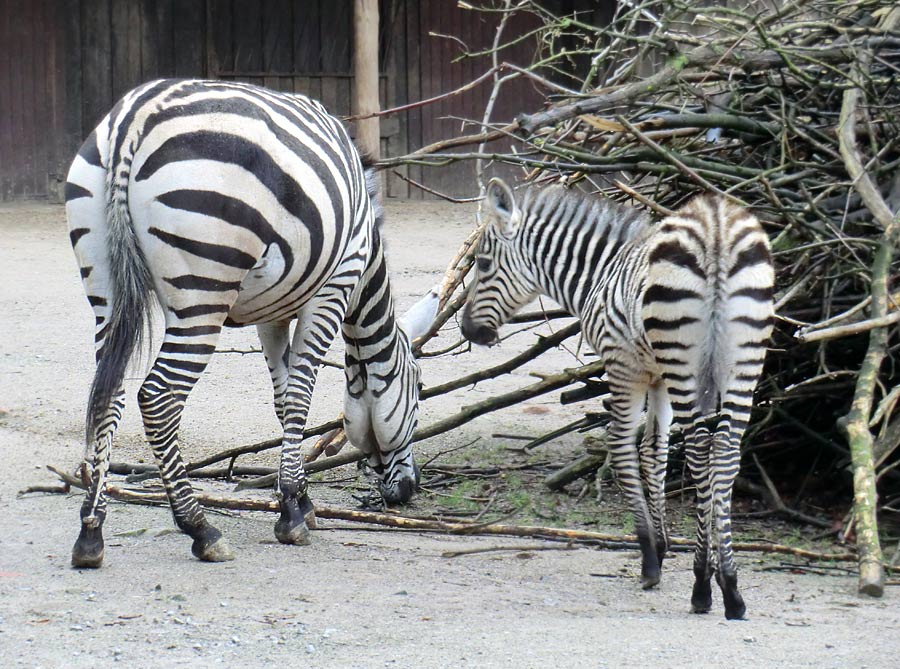 Böhmzebra mit Jungtier im Zoo Wuppertal im Dezember 2013