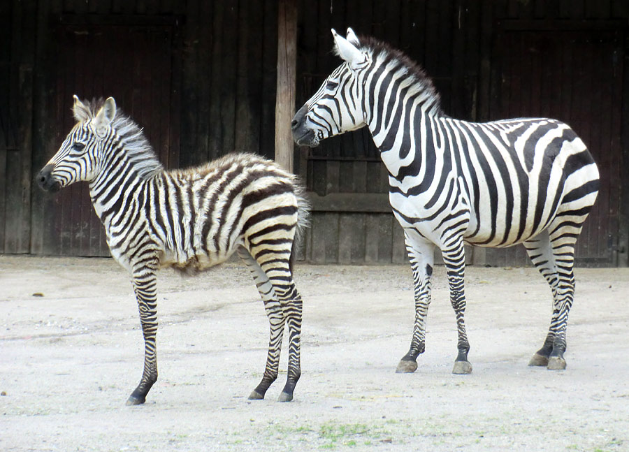 Böhmzebra mit Jungtier im Zoo Wuppertal im Februar 2014