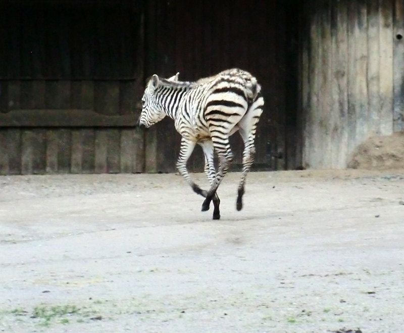 Böhmzebra-Jungtier im Zoo Wuppertal im Februar 2014