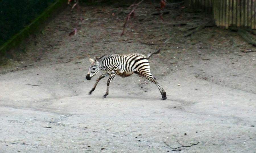 Böhmzebra-Jungtier im Zoologischen Garten Wuppertal im Februar 2014