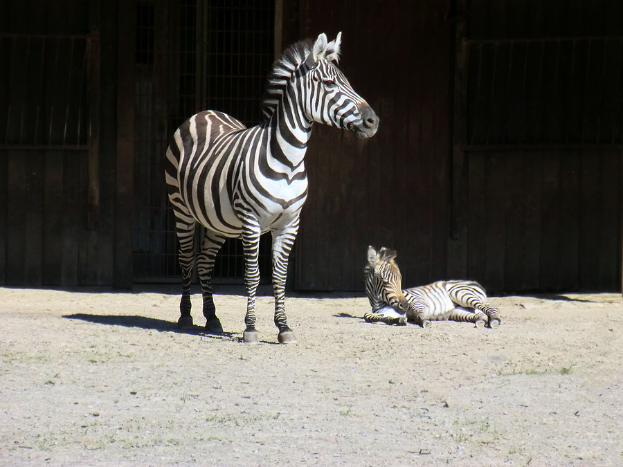 Böhmzebra mit Jungtier im Zoologischen Garten Wuppertal am 12. Juni 2014