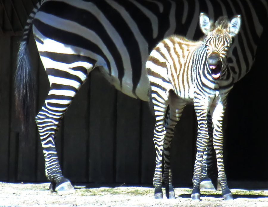 Böhmzebra mit Jungtier im Wuppertaler Zoo am 12. Juni 2014