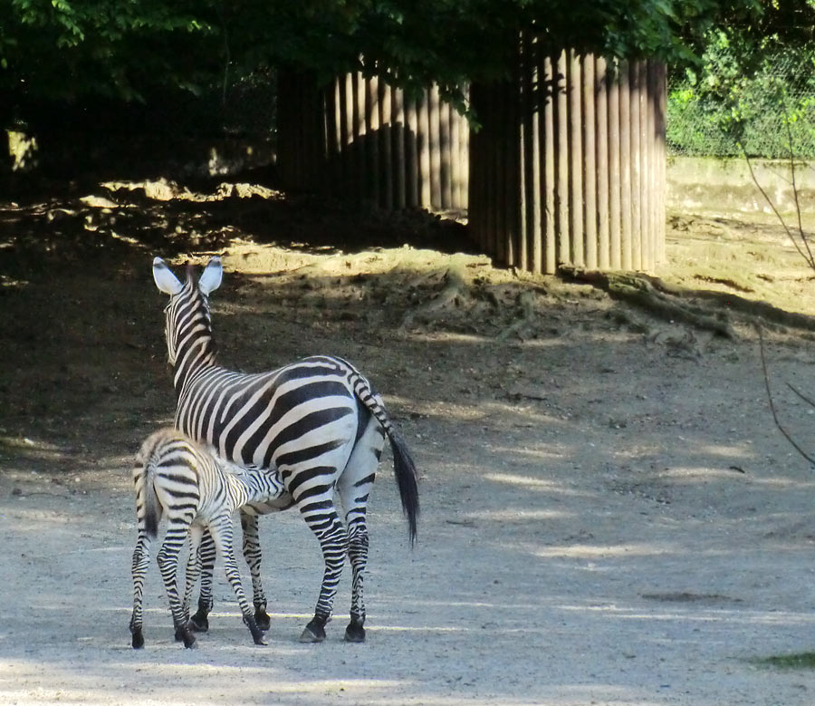 Böhmzebra mit Jungtier im Zoologischen Garten Wuppertal am 12. Juni 2014