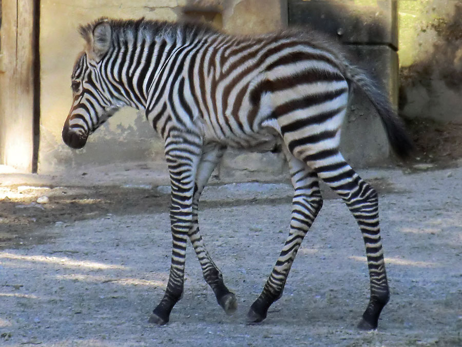 Böhmzebra-Jungtier im Zoologischen Garten Wuppertal am 12. Juni 2014