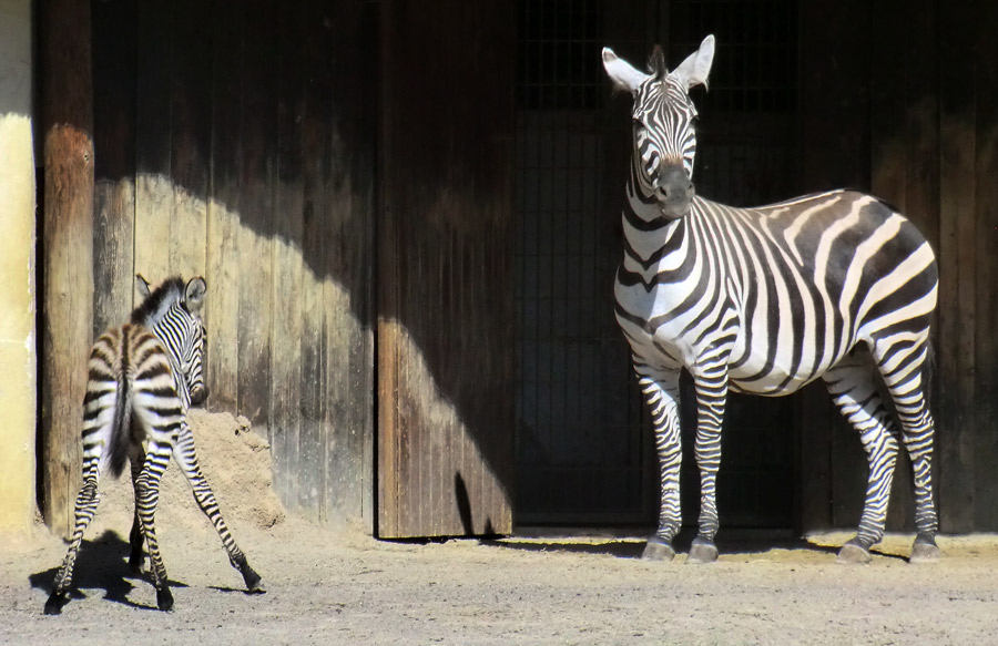 Böhmzebra mit Jungtier im Zoo Wuppertal am 12. Juni 2014