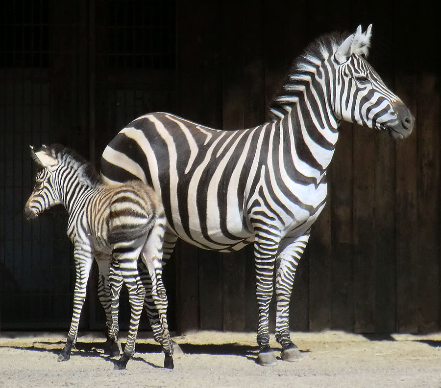 Böhmzebra mit Jungtier im Wuppertaler Zoo am 12. Juni 2014