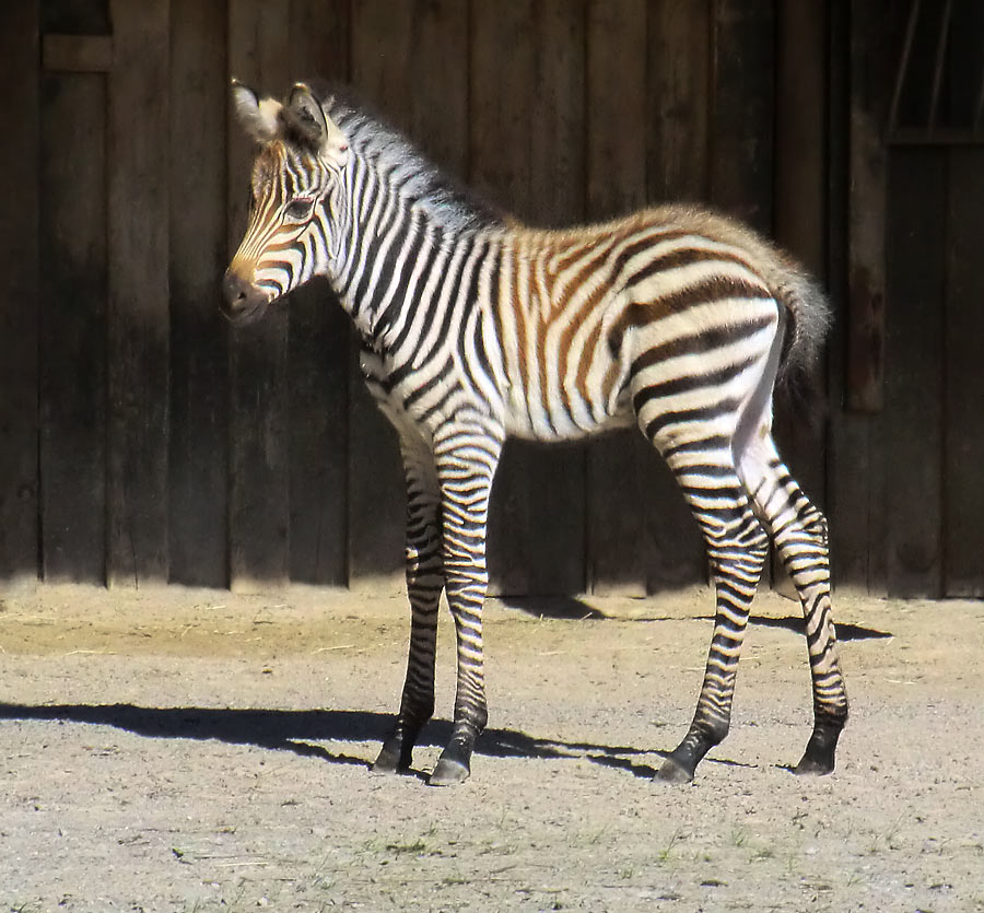 Böhmzebra-Jungtier im Zoo Wuppertal am 12. Juni 2014