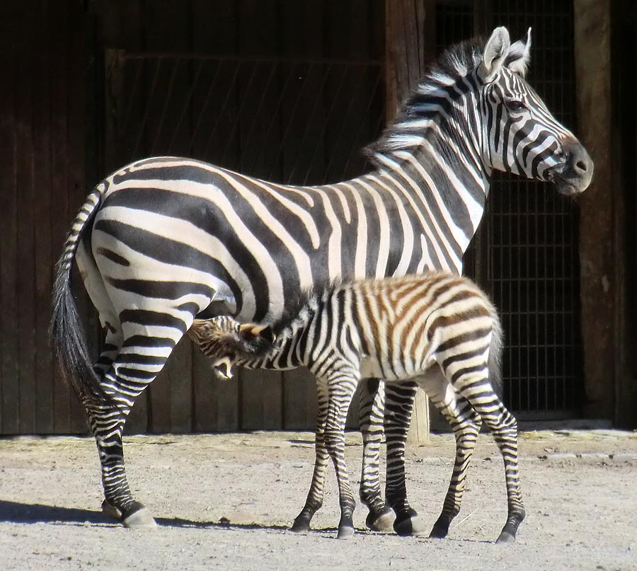 Böhmzebra mit Jungtier im Zoo Wuppertal am 12. Juni 2014